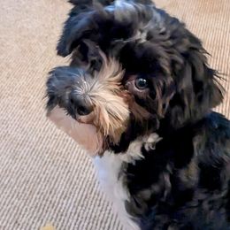 Havanese Puppies from Endearing Havanese