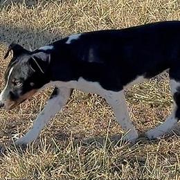 Jax - Black tan and white male Rat Terrier puppy in Denver, Colorado from K2 RAT TERRIERS (COLORADO)