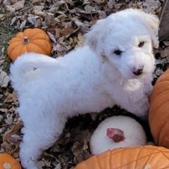 Goldendoodles from Patti's Oodles of Doodles and Poodles