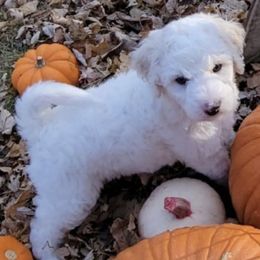 Goldendoodles from Patti's Oodles of Doodles and Poodles
