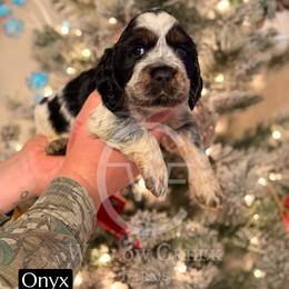 English Springer Spaniel Puppies from Willow Creek Farms