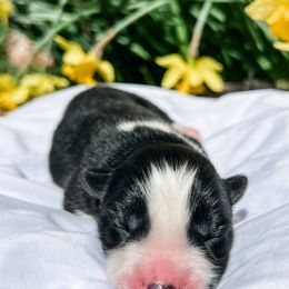 Siberian Husky Puppies from Wooly Woof Siberians