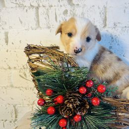 Turkey - Red merle and white male American Corgi puppy in Westminster, Maryland from Serendipity Corgi's