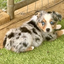 Blue 2 - Blue merle male Miniature Australian Shepherd puppy in Lemon Cove, California from Magic Ranch Mini Aussies