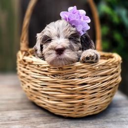 Cheyenne - Merle female Goldendoodle puppy in Centreville, Mississippi from Trin's Designer Doodles