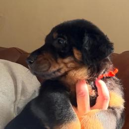 Orange Collar - Black and rust male Beauceron puppy in Floyd’s Knobs, Indiana from Birdwing Beaucerons
