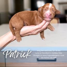 Boy 3 - male Bernedoodle puppy in South Jordan, Utah from Wonderful World Doodles