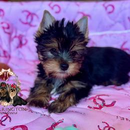 Cooper - Blue and gold male Yorkshire Terrier puppy in Bloomingdale, Georgia from Harrington Yorkies