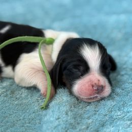 Evergreen - Black white and tan female English Springer Spaniel puppy in Cleburne, Texas from Powers English Springer Spaniels