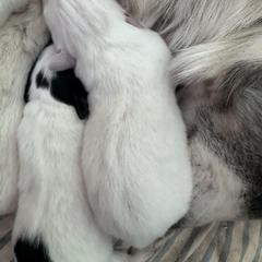 Girl 3 - Colorado Mountain Dog puppy from Stormy Heights Homestead