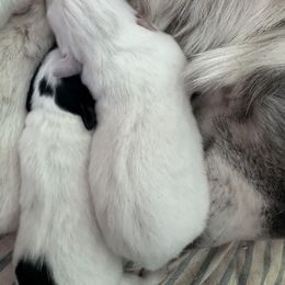 Girl 3 - Colorado Mountain Dog puppy from Stormy Heights Homestead