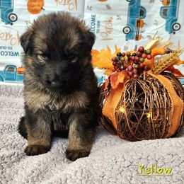 Girl 2 - Sable German Shepherd puppy in Ocala, Florida from Guardian Shepherds