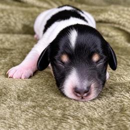 Sir Loin 2800 - Piebald male Dachshund puppy in Hendersonville, North Carolina from Snarky Doxy Miniature Dachshunds