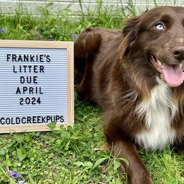 Australian Shepherds from Cold Creek Aussies