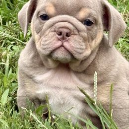 Glory - Lilac tri-color female Bulldog puppy in Zionsville, Indiana from Midwest Bulldogs