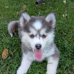 DxK g1 - Blue female Pomsky puppy in Charlotte, Michigan from Moore Pomskies