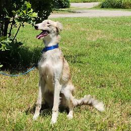 Brindle Male - Brindle male Silken Windhound puppy in Hanna, Oklahoma from Daybreak Silken Windhounds