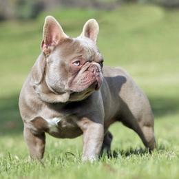 Cookie - French Bulldog