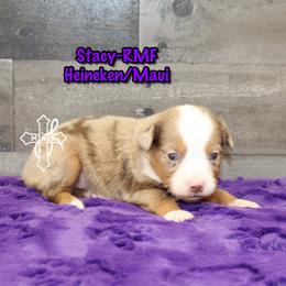 Stacy - Red merle female Miniature American Shepherd puppy in Elgin, Oregon from Cross L Miniature American Shepherds