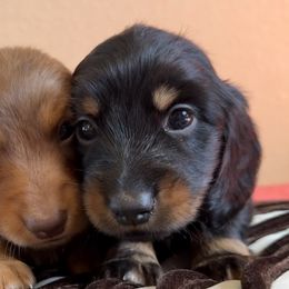 BRIMMER (AKC) - Black and tan male Dachshund puppy in Valley Springs, California from Renberg's Elite Dachshunds