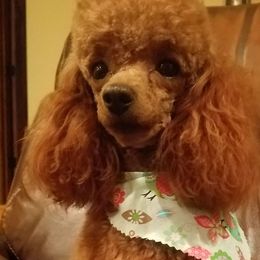 Aussiedoodles, Cavapoos, and Poodles from Perkins Pups