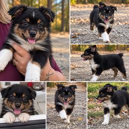 Hermione - Black tri-color female Australian Shepherd puppy in Evart, Michigan from Torry's Full Draw Aussie’s