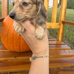 Aspen - Cream female Dachshund puppy in Dawson, Alabama from Bells Dashing Dachshunds