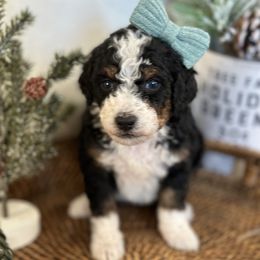Girl 4 - Bernedoodle puppy from Little Diamond Doodles