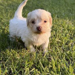 Romeo - White male Havanese puppy in Cadwell, Georgia from Hashtag Havenese
