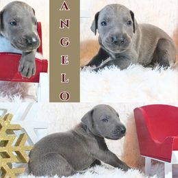 Great Dane Puppies from Pilot Danes