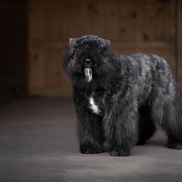 Bouvier des Flandres from Rebellious Bouvier