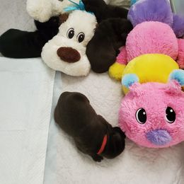 Labrador Retriever Puppies from BlackRidge Labradors