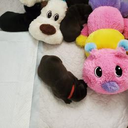 Labrador Retriever Puppies from BlackRidge Labradors