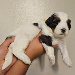 Butterfingers - Grey and white female Bernedoodle puppy in Decatur, Georgia from So Adoodable