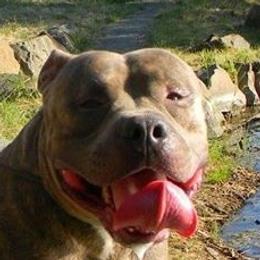 Meatloaf - American Bully