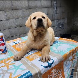 Labrador Retriever Puppies from Dolce Amore Labradors