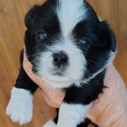 Independence - Indy - Black and white male Shih Tzu puppy in Palmyra, New York from Karen's Tzus of Palmyra-Macedon
