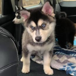 Pomsky Puppies from DoubleBee Pomsky Pups