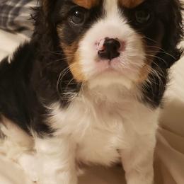 Cavalier King Charles Spaniels from 3rd Coast Cavaliers