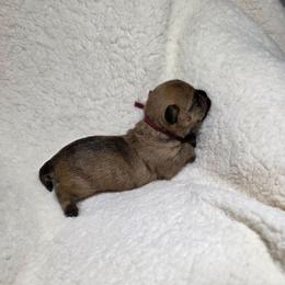 Mr Maroon - Red wheaten male Cairn Terrier puppy in Savannah, Missouri from WoodSchott Cairn Terriers