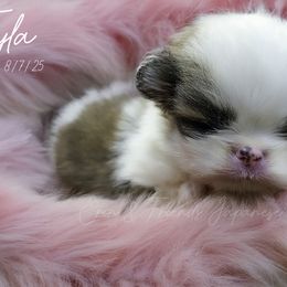 Teyla - Sable and white female Japanese Chin puppy in Johnson City, Tennessee from Erin & Friends Japanese Chin