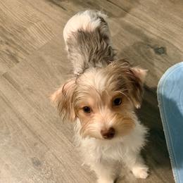 Peebles - Chocolate, tan and white female Yorkshire Terrier puppy in Shelton, Washington from Cute Yorkies