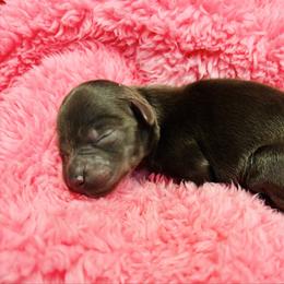 Rose - Liver female Miniature Schnauzer puppy in Alabama from Little River Miniature Schnauzers