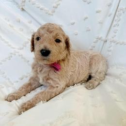 Marigold - Cream female Labradoodle puppy in Kingman, Arizona from The Dood Ranch