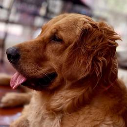 Cinnamon (Girl purple) - Dark golden female Golden Retriever puppy in Gainesville, Florida from Heart and Soul Dog Breeding, Inc.
