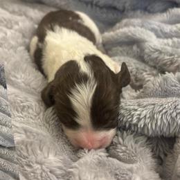 O'liver - White and liver male English Springer Spaniel puppy in St Johnsbury, Vermont from Paradise Valley Springers