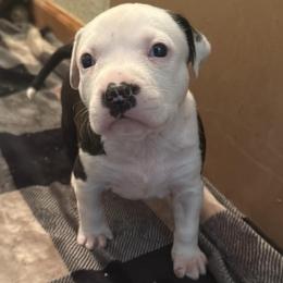 Boy 3 - Black male American Staffordshire Terrier puppy in Spring Branch, Texas from Bold & Beautiful Amstaffs