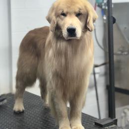 Rip - Golden Retriever