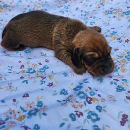 ButterCup - Red male Dachshund puppy in Altamonte Springs, Florida from Happy Tails Dachshunds