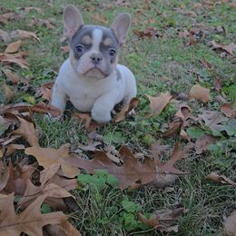 Boy 1 - Tricolors male French Bulldog puppy in Rogers, Arkansas from Freaky Frenchies